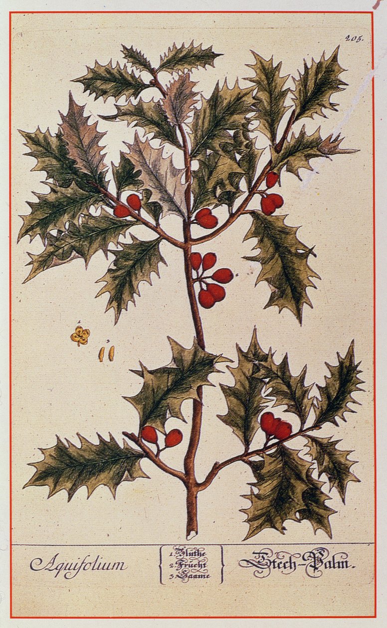Holly de &39;Um Herbal Curioso&39;, 1782 de Elizabeth Blackwell