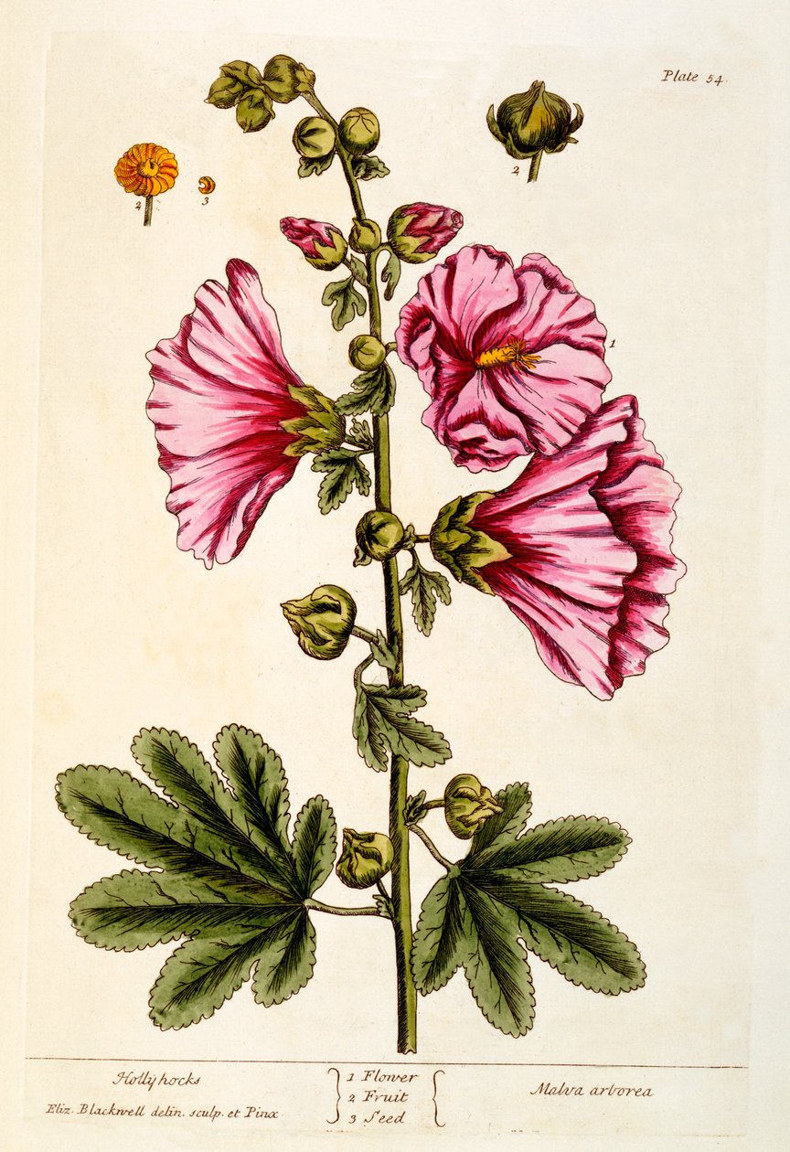 Hollyhocks, placa 54 de &39;um curioso Herbal&39;, publicado de 1782 (gravura a cores) de Elizabeth Blackwell