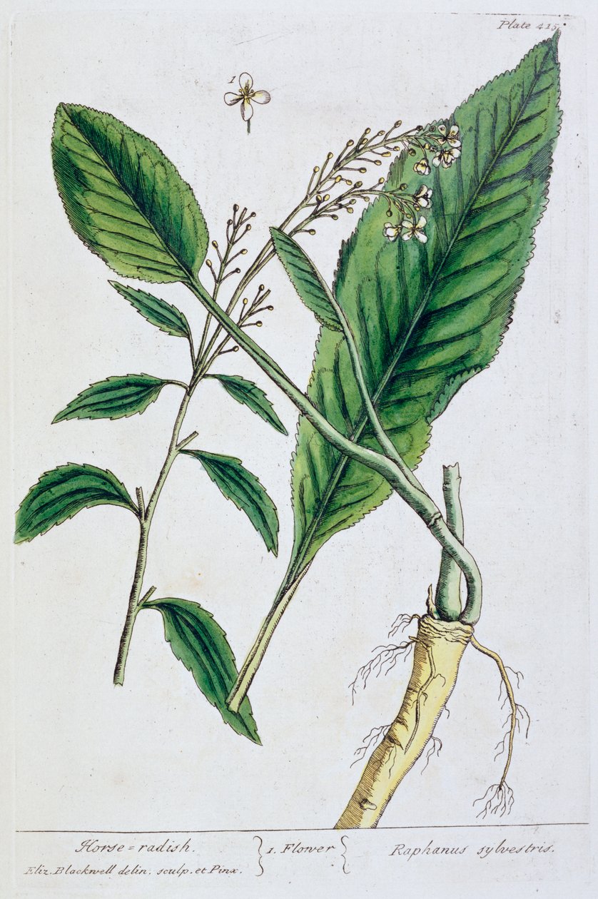 Floresta. de Elizabeth Blackwell
