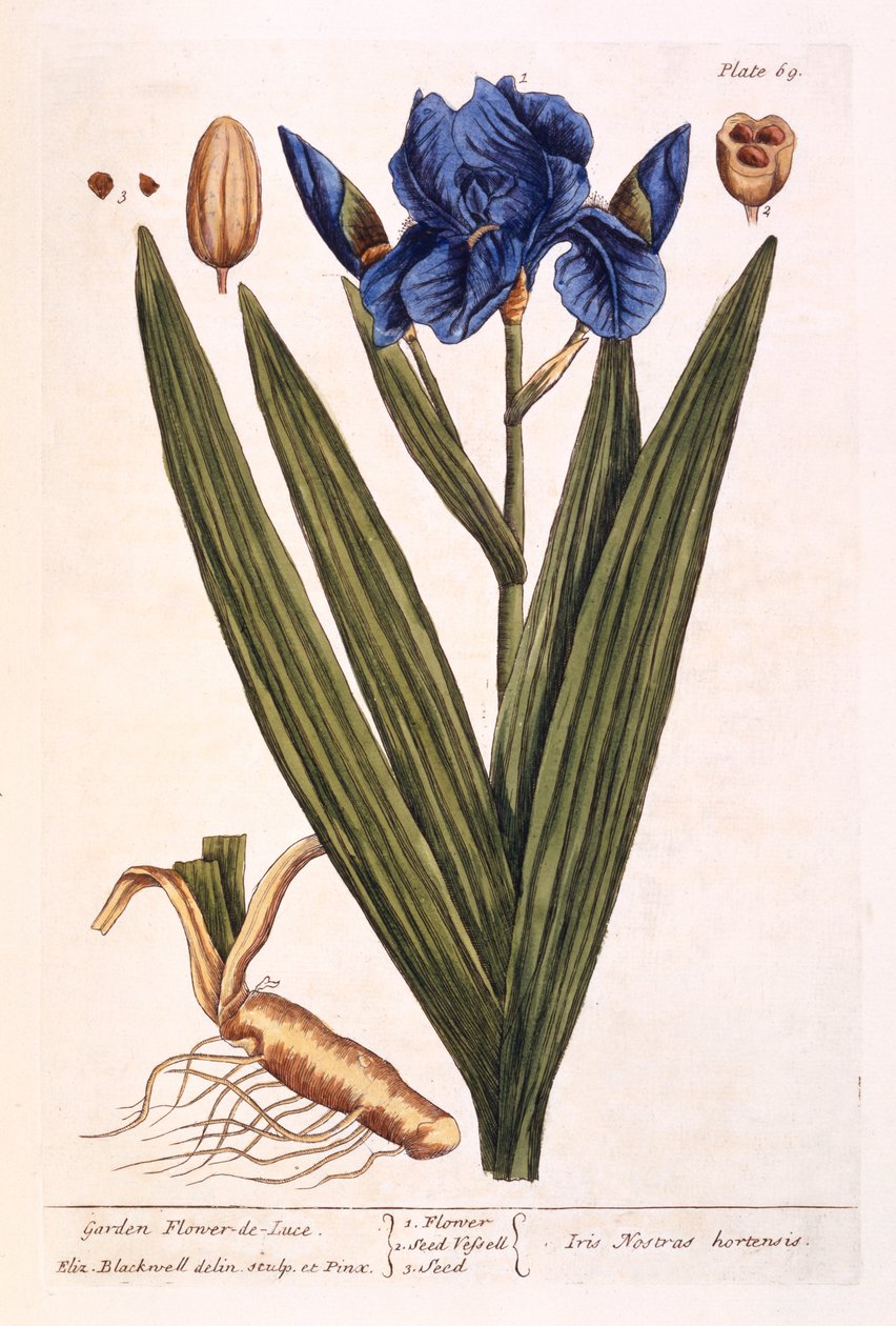 Íris, prato 69 de &39;A Curious Herbal&39;, publicado em 1782 (gravura a cores) de Elizabeth Blackwell