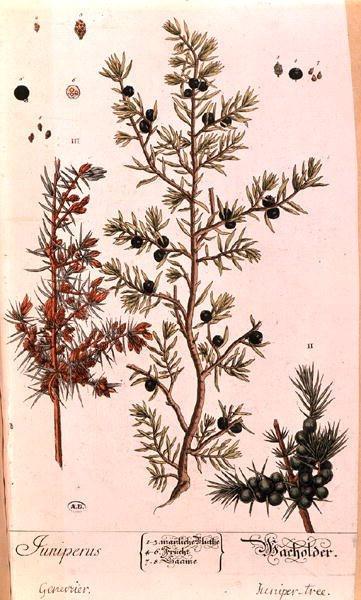 Placa de zimbro (Juniperus) da edição alemã de 