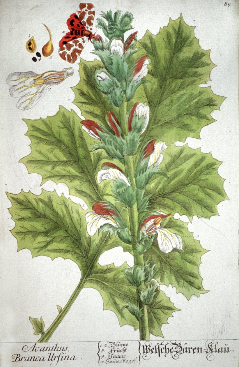 L&39;acanthe Acanthus, 1737 de Elizabeth Blackwell