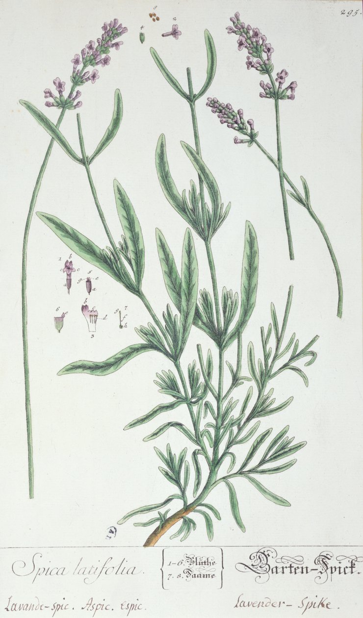 Lavender Spike, prato de &39;Herbário Blackwellianum&39; do artista, 1757 (caneta e tinta no papel) de Elizabeth Blackwell