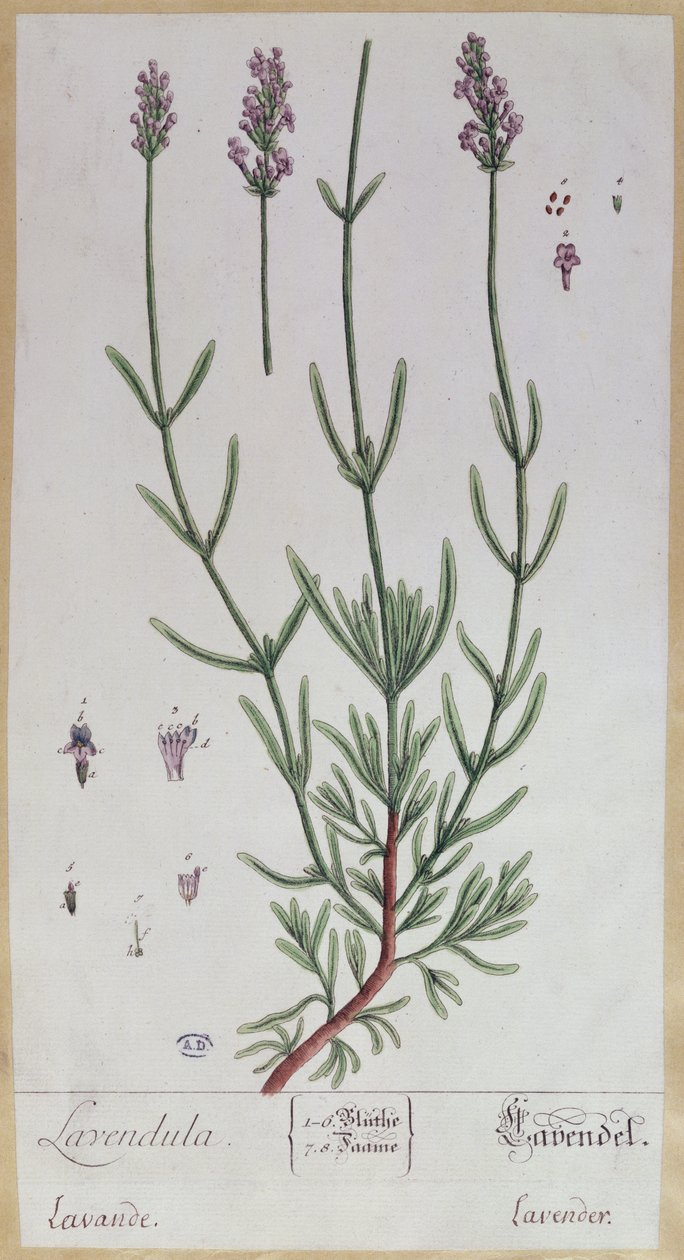 Lavanda, prato de &39;Herbário Blackwellianum&39; do artista, 1757 (caneta e tinta no papel) de Elizabeth Blackwell