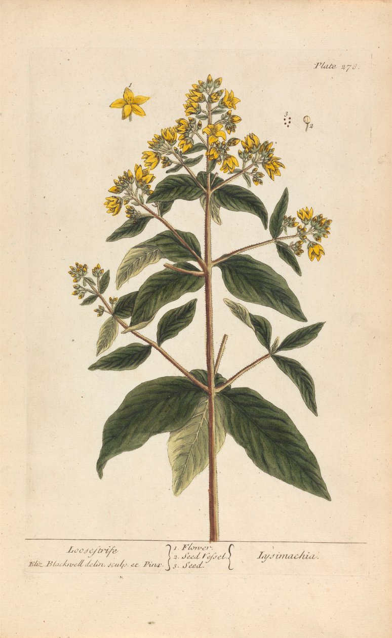 Lysimachia (Loosestrife), Placa 278 de 