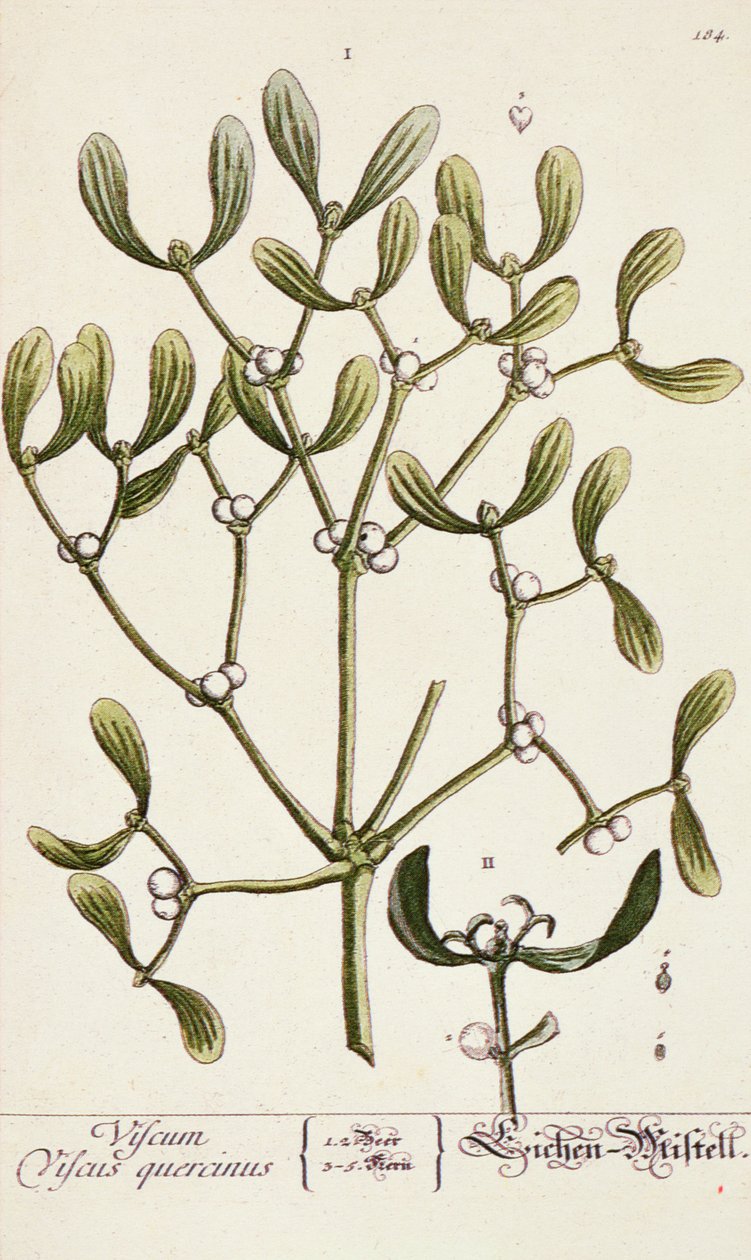 Visco de &39;Um Herbal Curioso&39;, 1782 de Elizabeth Blackwell