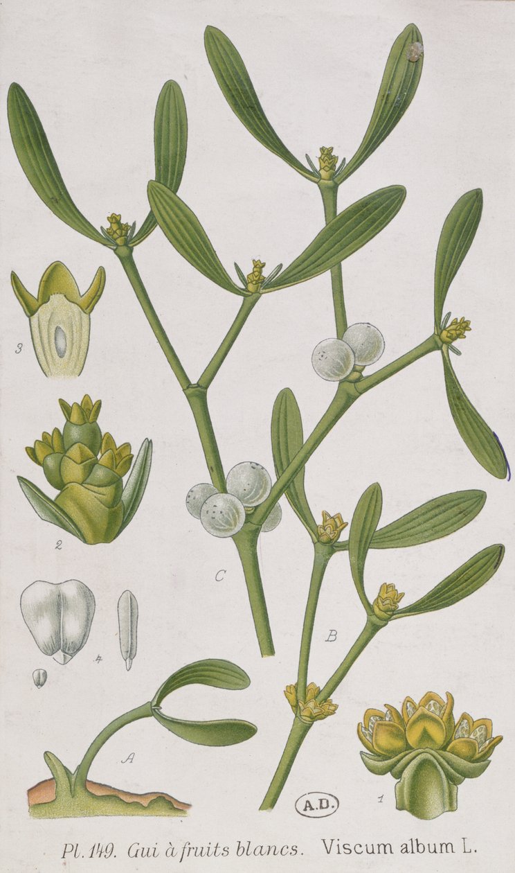 Visco, de &39;A Curious Herbal&39;, publicado em Nuremberg em 1757 de Elizabeth Blackwell
