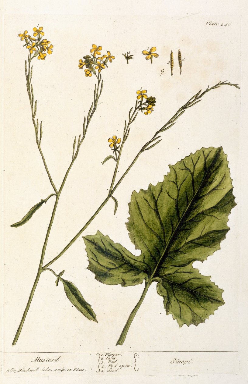 Mostarda, prato 446 de &39;A Curious Herbal&39;, publicado em 1782 (gravura a cores) de Elizabeth Blackwell