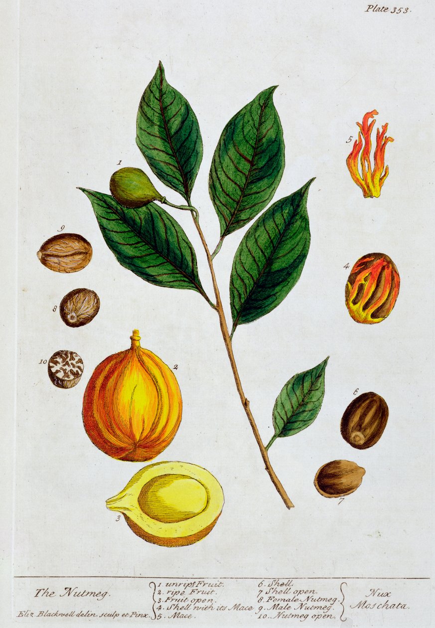Noz-moscada, 1782 de Elizabeth Blackwell