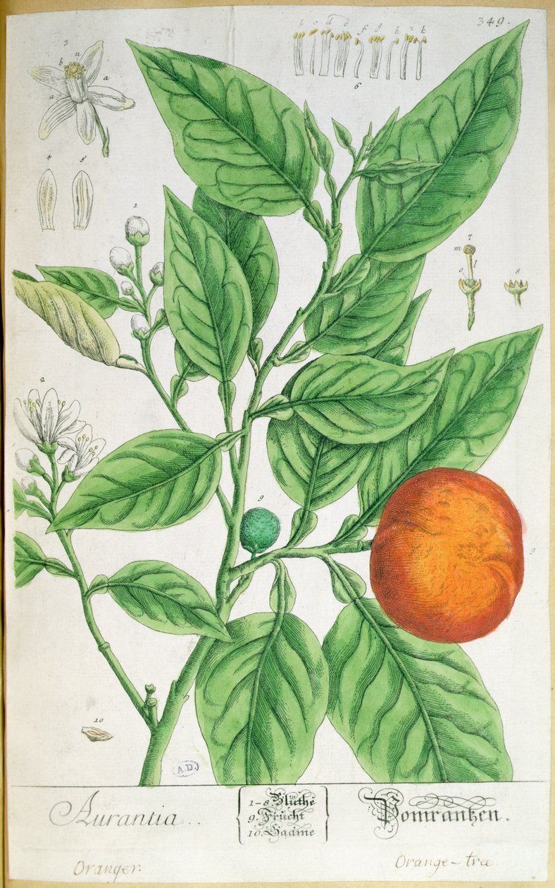 Ramo laranja com fruta, de "A Curious Herbal", publicado em Nuremberga em 1757 (gravura colorida) de Elizabeth Blackwell