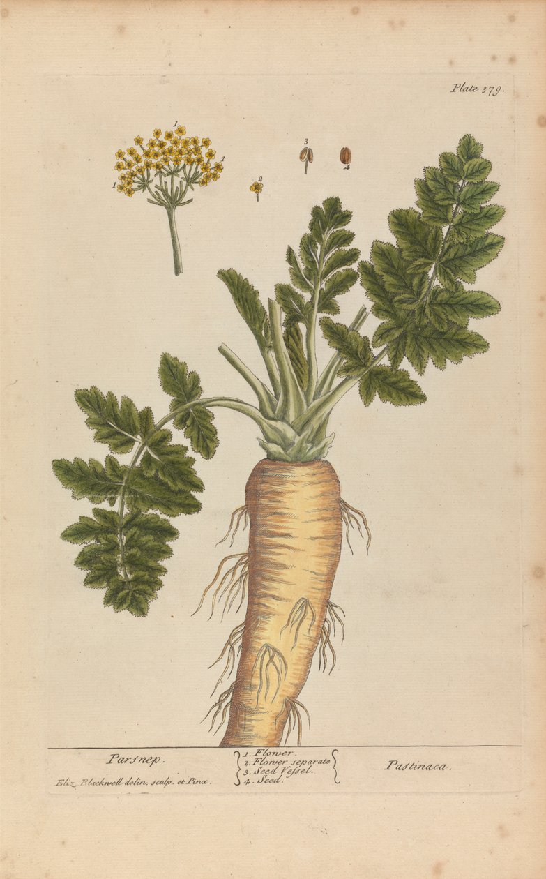 Pastinaca (Pastinaca), Placa 379 de 
