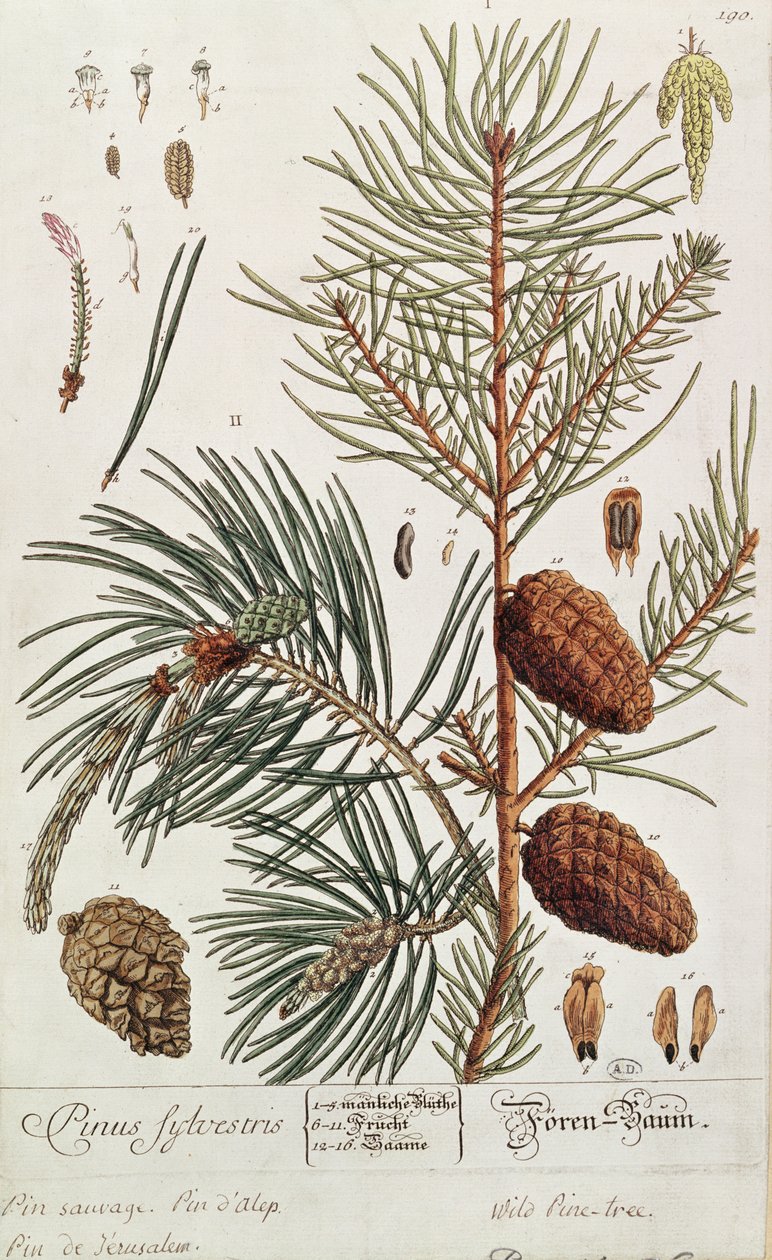 Pine Tree, de &39;A Curious Herbal&39;, publicado em Nuremberg em 1757 de Elizabeth Blackwell