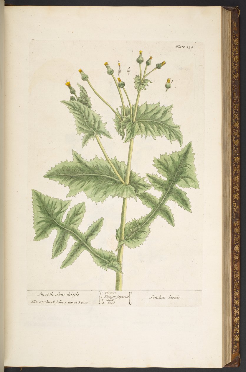 Placa 130, Smooth Son-Thistle, de 