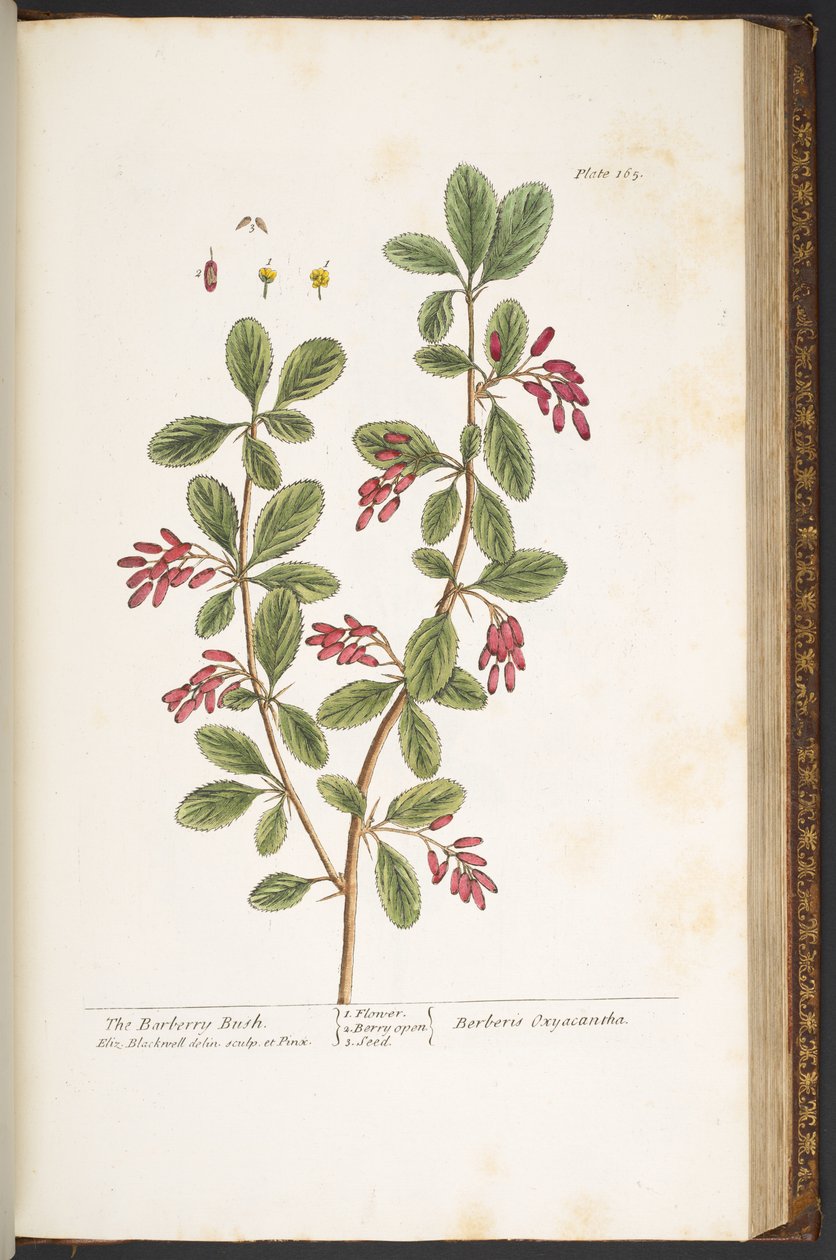 Placa 165, The Barberry Bush, de 