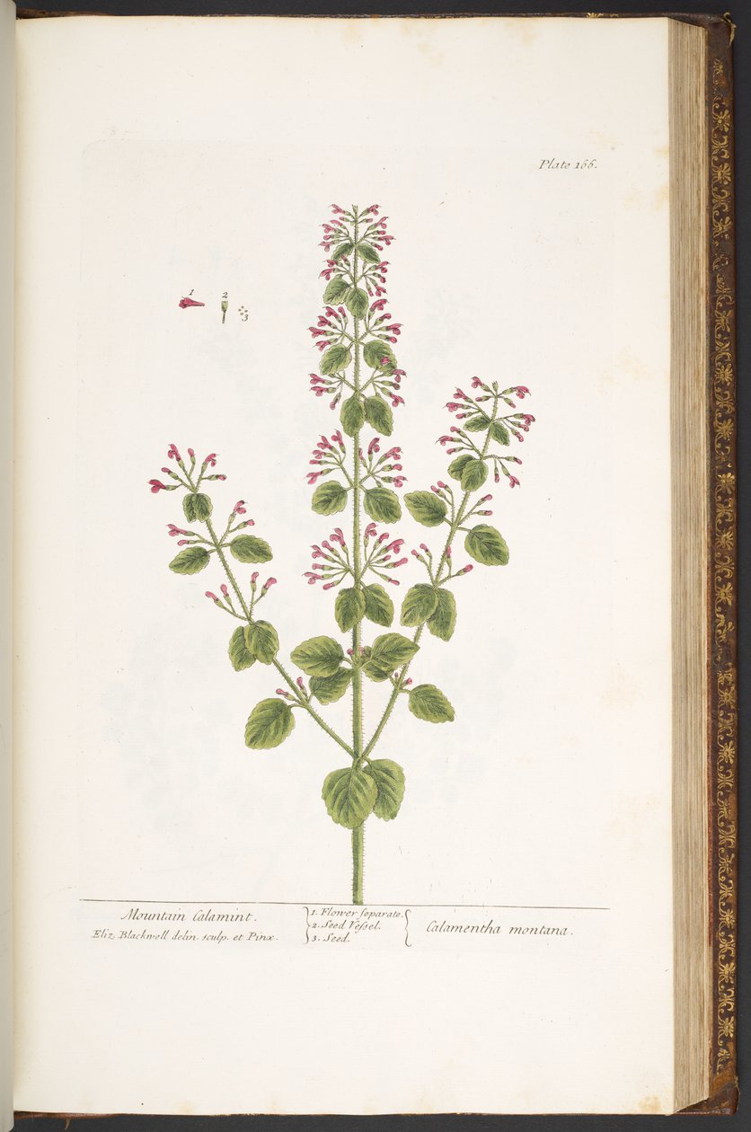 Placa 166, Mountain Calamint, de 
