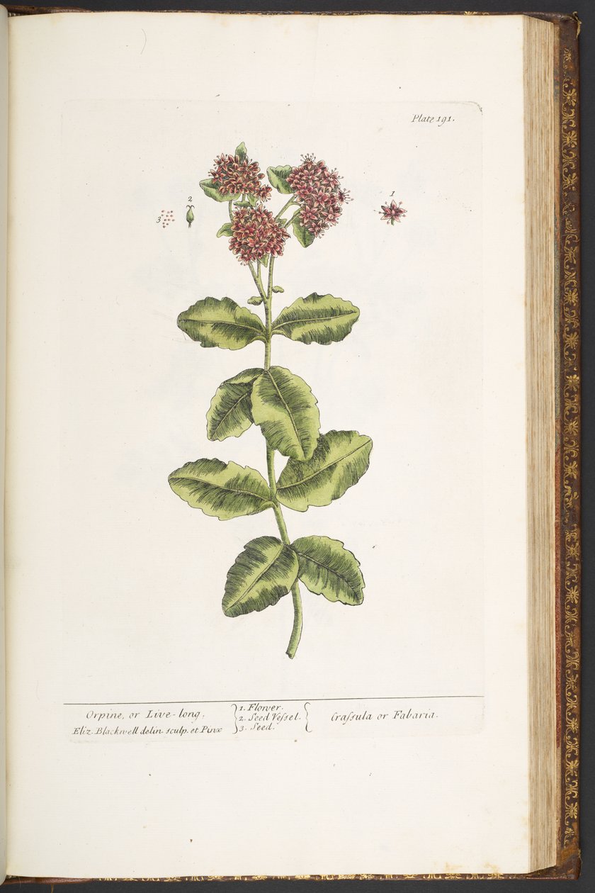 Placa 191, Orpine, ou Live-Long, de 