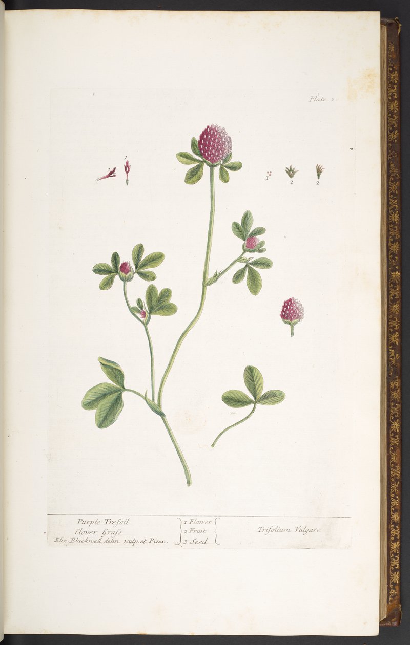 Placa 20, Trevo de Trefoil Roxo, de 