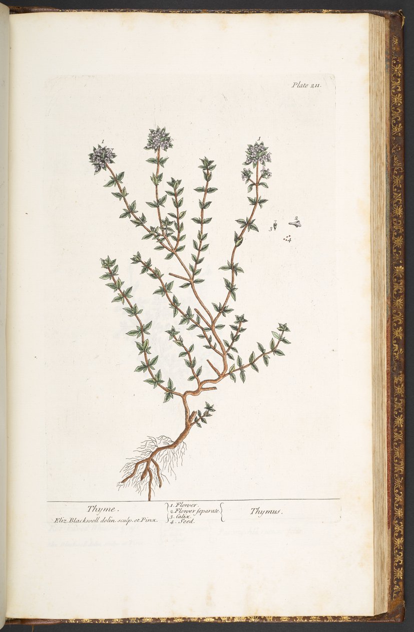 Prato 211, tomilho, de "A Curious Herbal de Elizabeth Blackwell