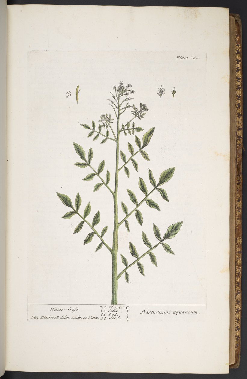Placa 260, de "A Curious Herbal de Elizabeth Blackwell