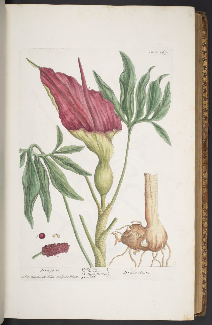 Placa 269, Dragões, ou Dracontium, de 