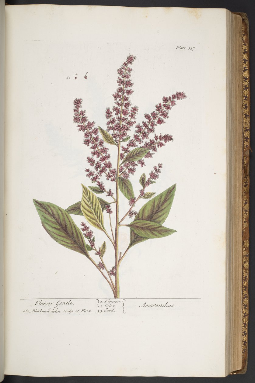 Placa 317, Flower Gentle, ou Amaranthus, de 