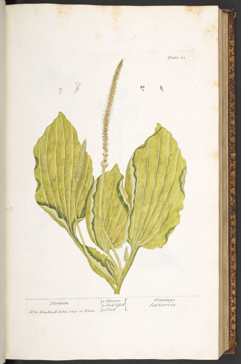 Placa 35, Plantain, de 