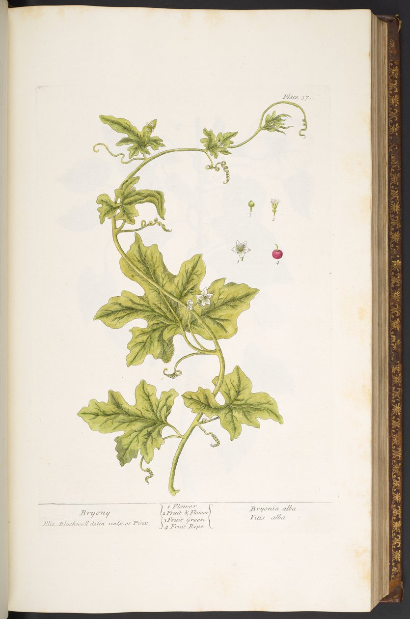 Placa 37, Bryony, de 
