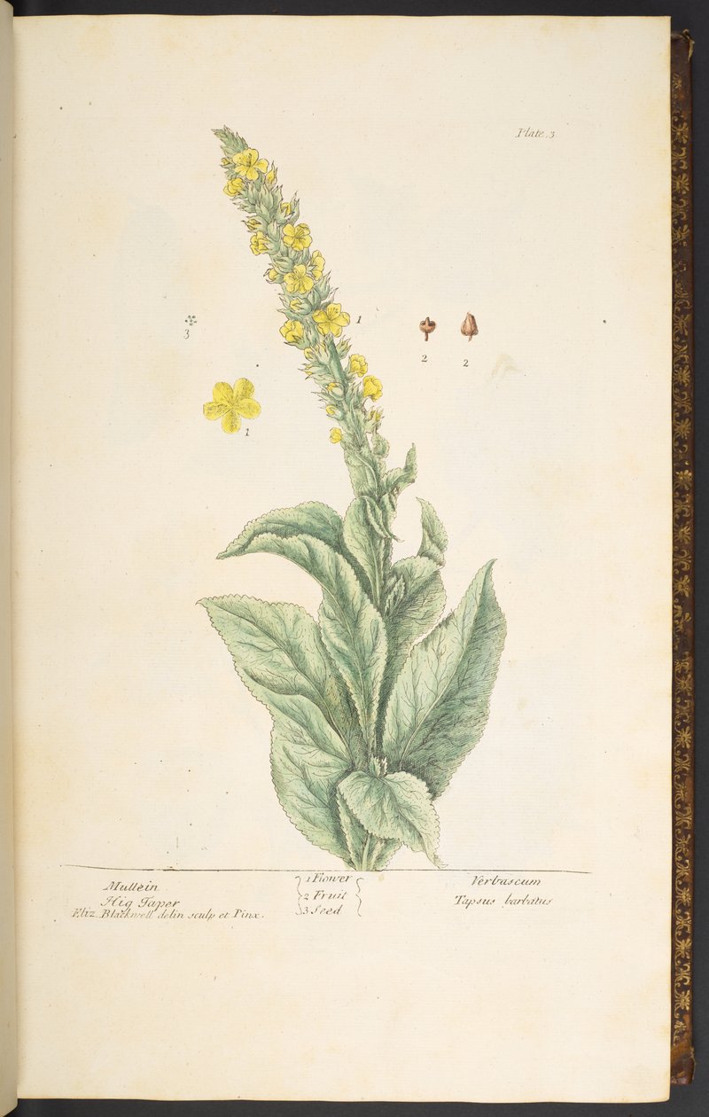 Placa 3, Mullein, de 