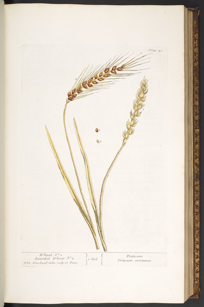 Placa 40, Trigo, e Trigo Barbudo, de "A Curious Herbal de Elizabeth Blackwell