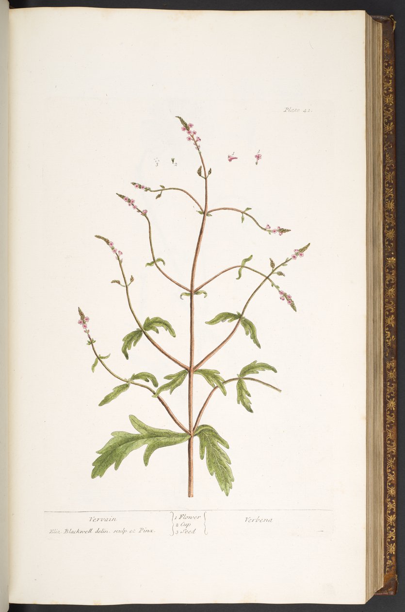 Placa 41, Vervain, de 