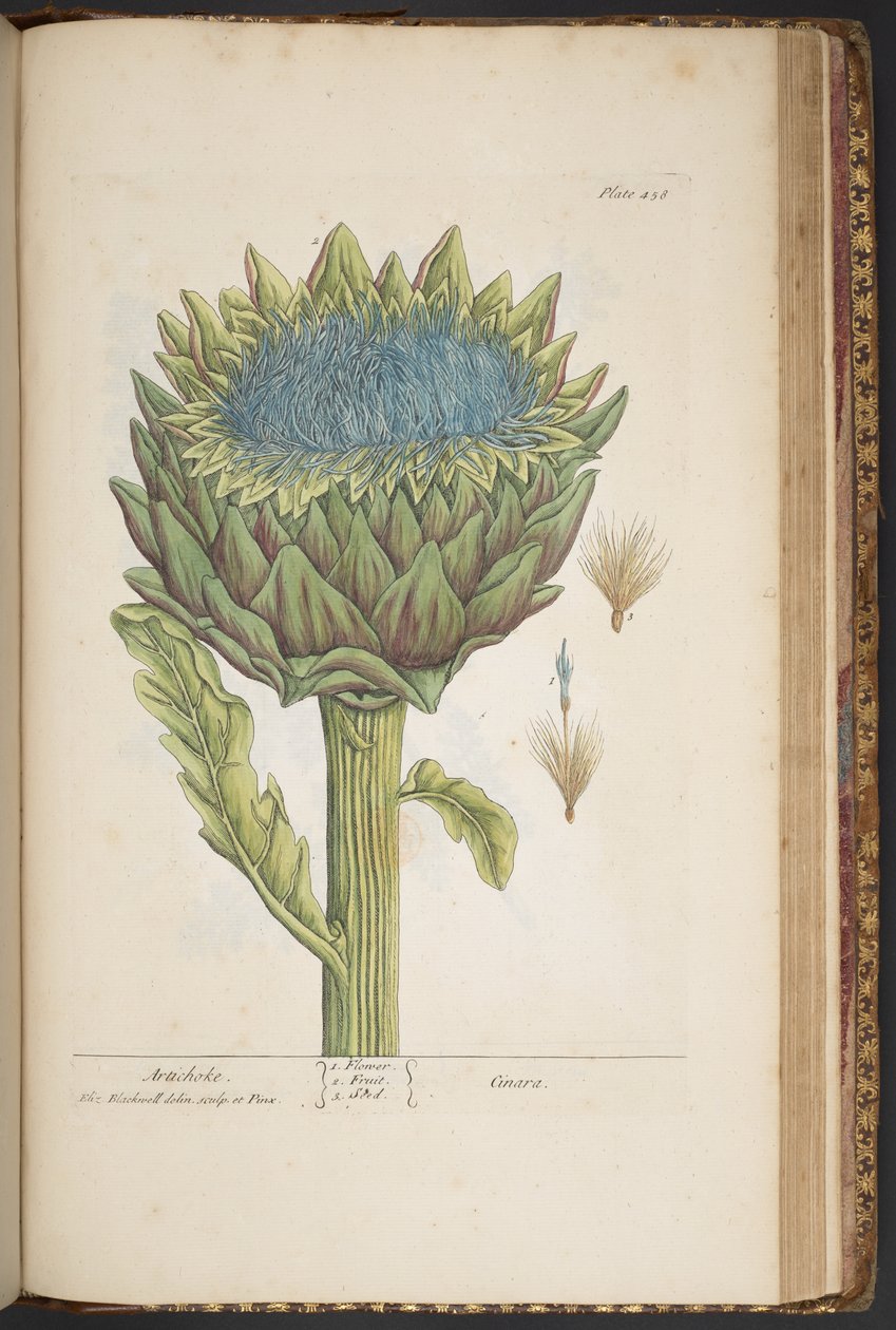 Placa 458, Artichoke, de 