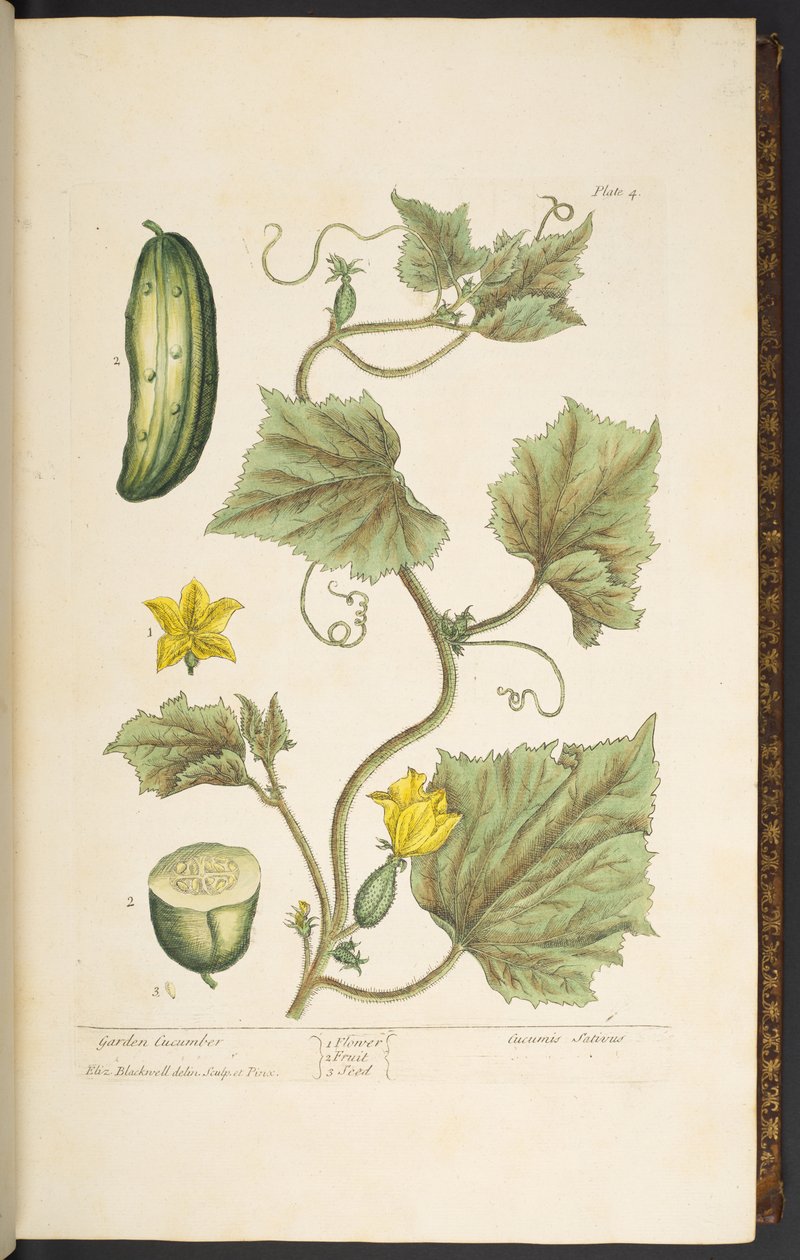 Placa 4, Pepino de Jardim, de 