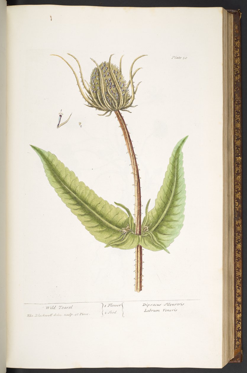 Placa 50, Wild Teasel, de 