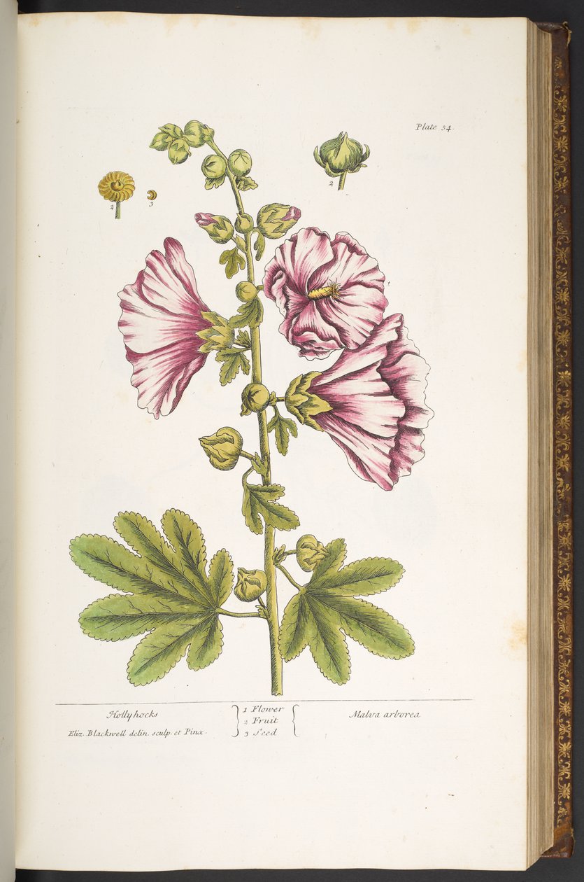 Placa 54, Hollyhocks, de 
