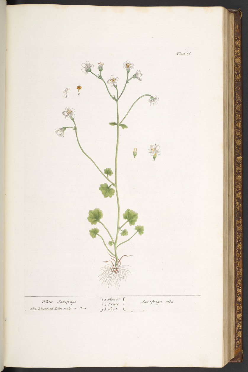 Placa 56, Saxifrage Branco, de 