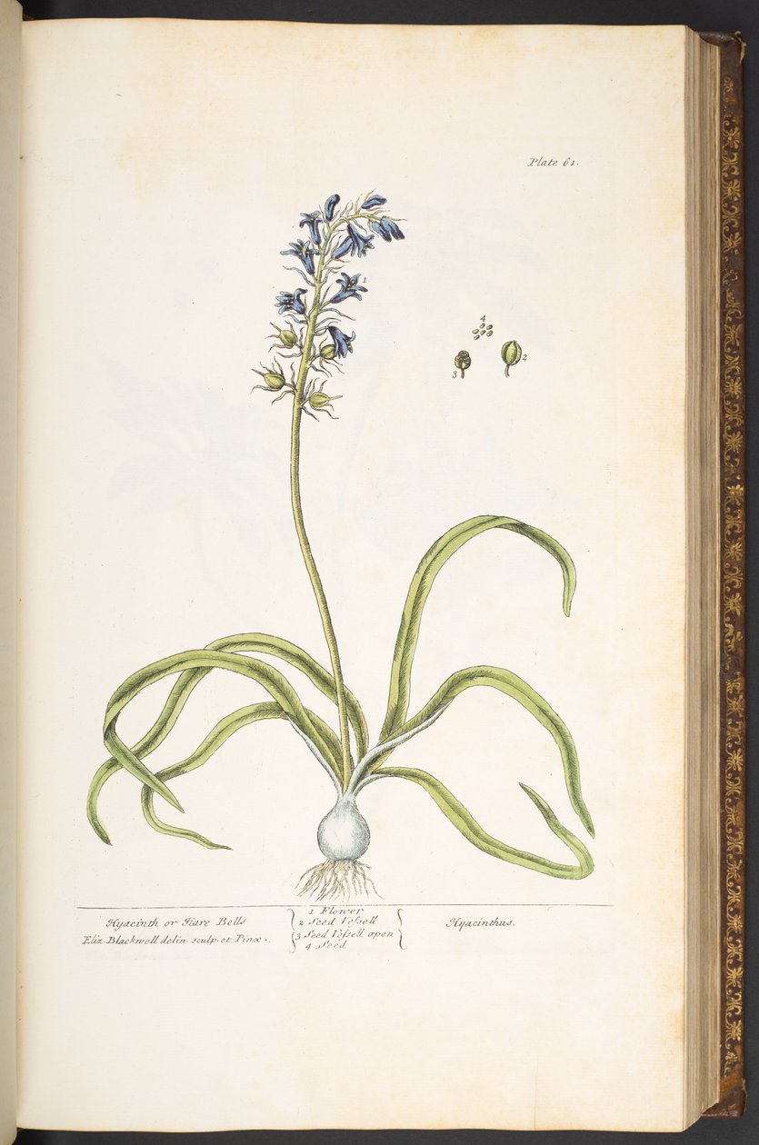 Placa 61, Hyacinth, ou Hare Bells, de 
