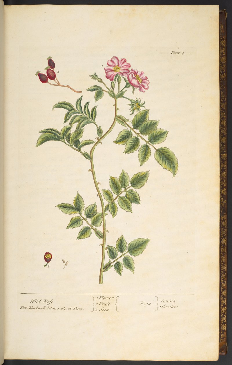 Placa 8, Rosa Selvagem, de "A Curious Herbal de Elizabeth Blackwell