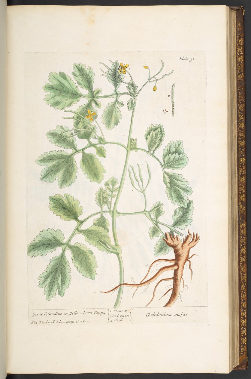 Placa 91, Great Celandine, ou Yellow Horn Poppy, de 