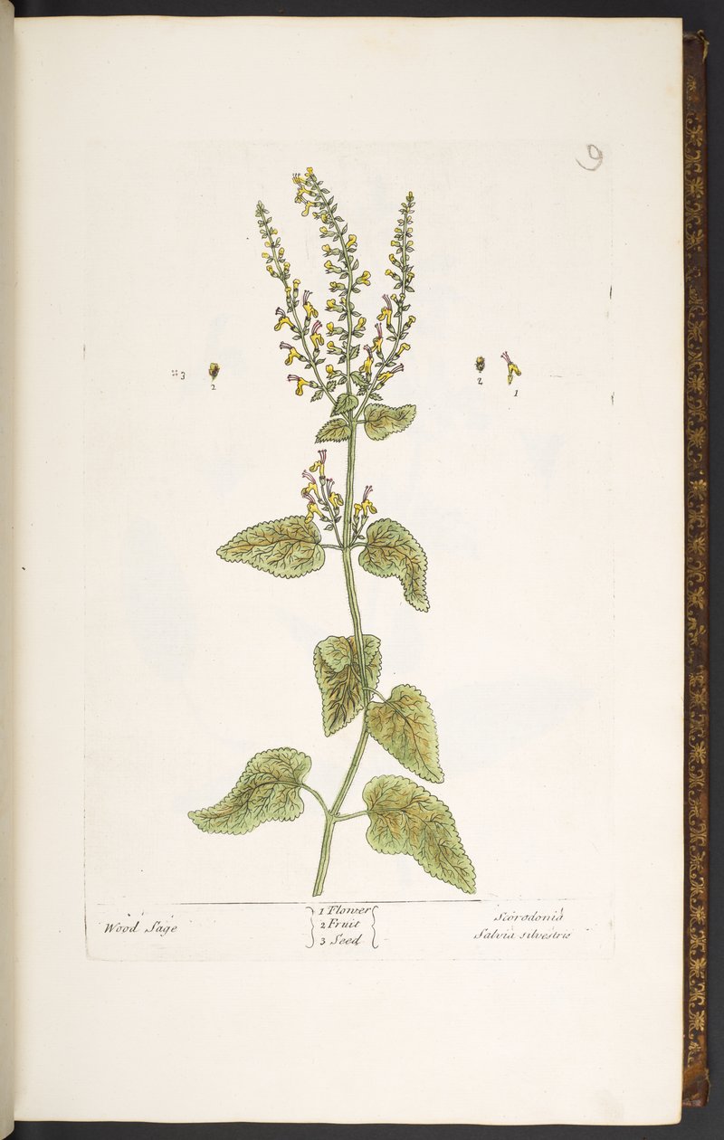 Placa 9, Wood Sage, de 