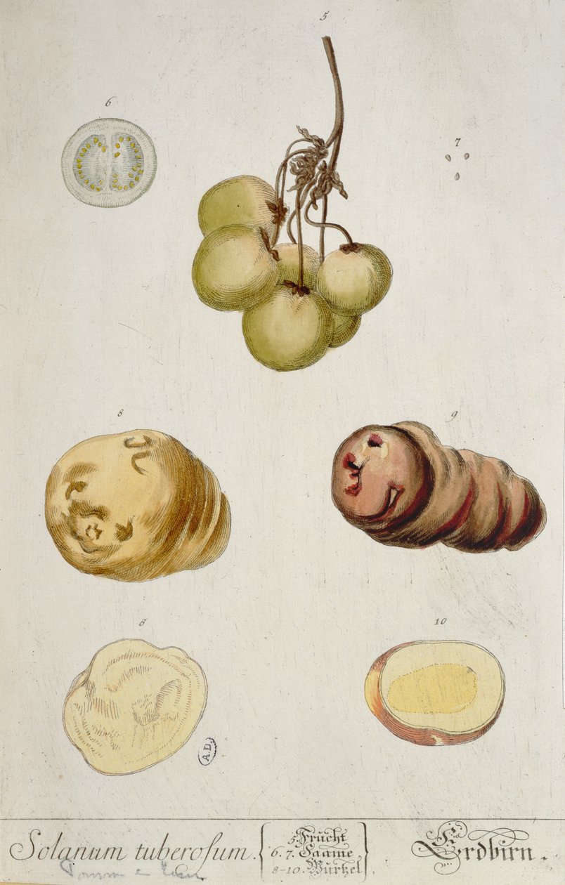Tubérculos de batata, placa de &39;Herbário Blackwellianum&39; publicada em Nuremberg 1757 (gravura colorida) de Elizabeth Blackwell