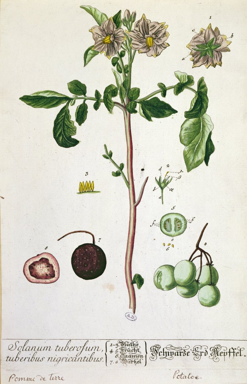 Planta de batata e fruta, prato de &39;Herbário Blackwellianum&39;, publicada em 1757 em Nuremberg, Alemanha (gravura colorida) de Elizabeth Blackwell