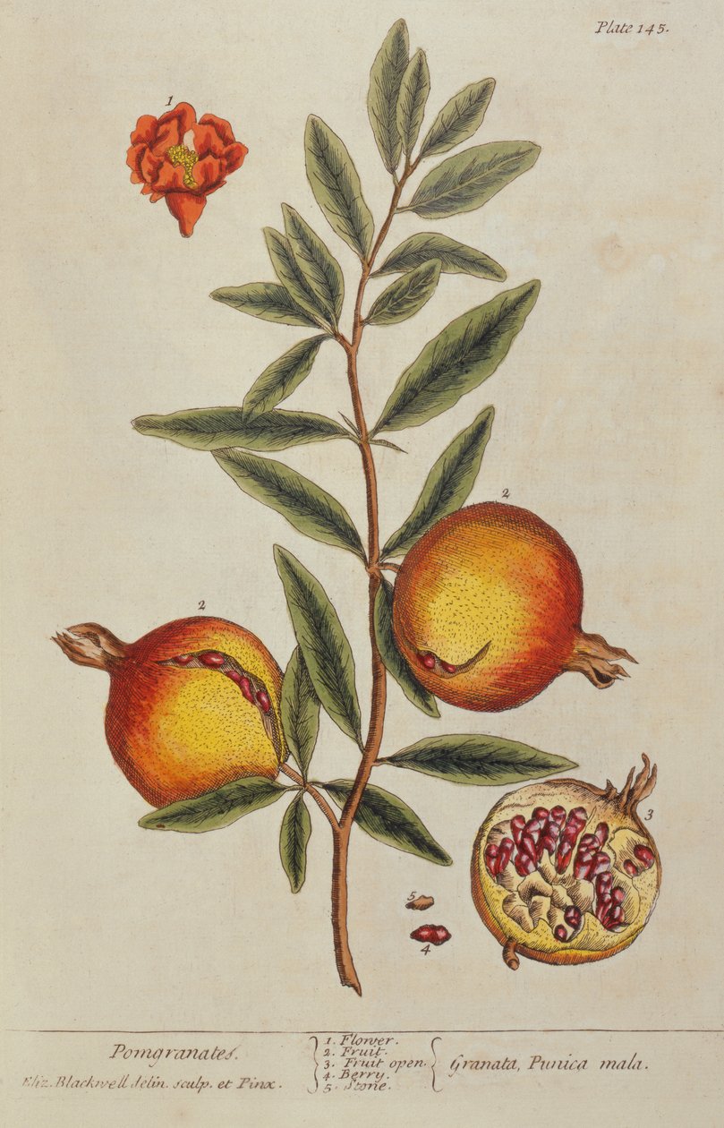 Punica granatum, de A Curious Herbal, 1782 de Elizabeth Blackwell