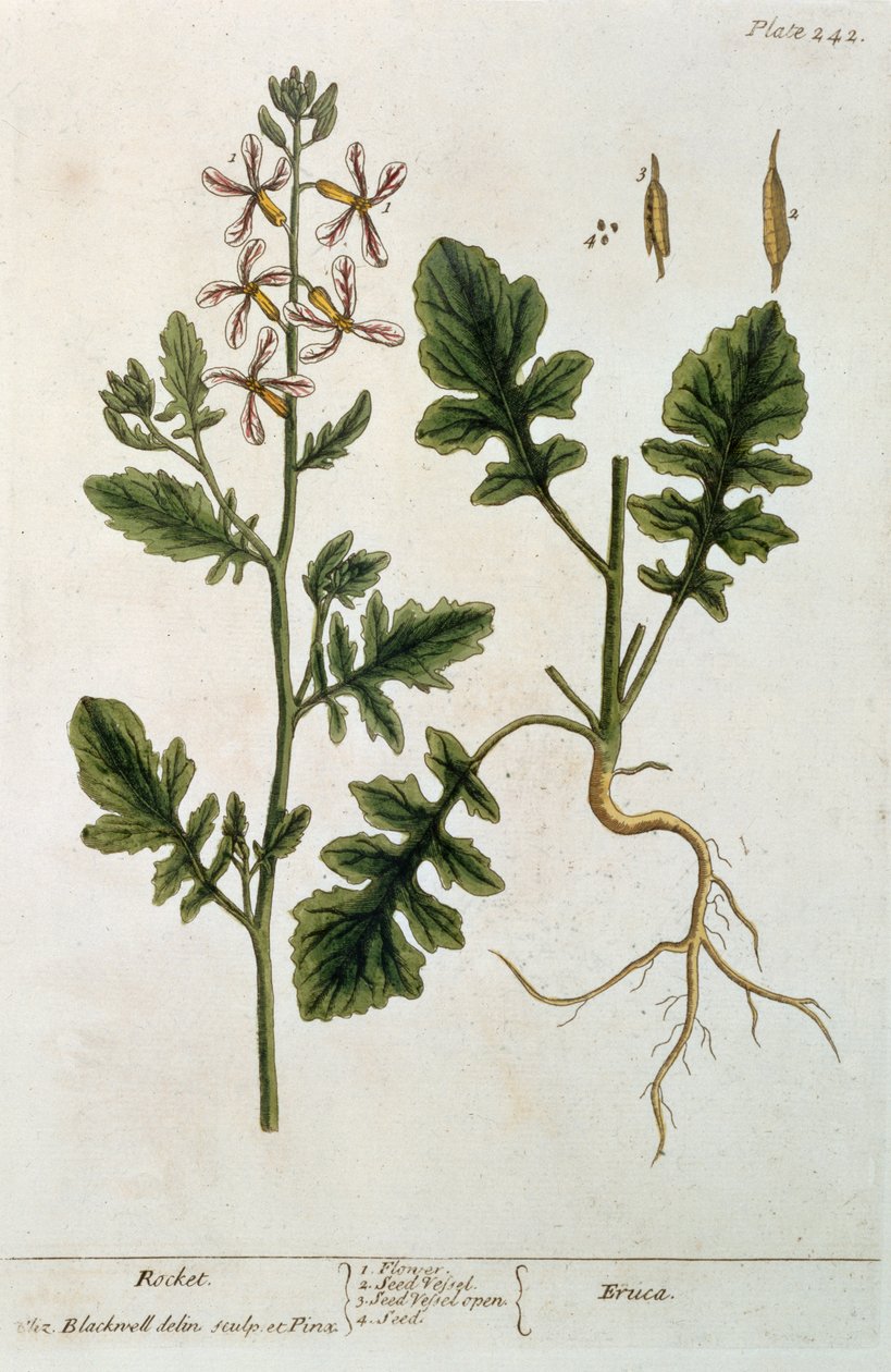 Foguete, placa 242 de &39;A Curious Herbal&39;, publicado em 1782 (gravura a cores) de Elizabeth Blackwell