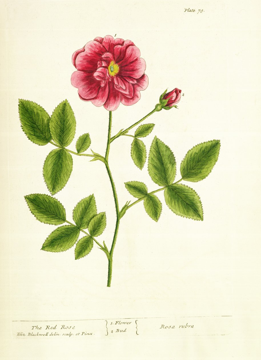 Rose: Gallica, de &39;Um Herbal Curioso&39;, 1737 de Elizabeth Blackwell