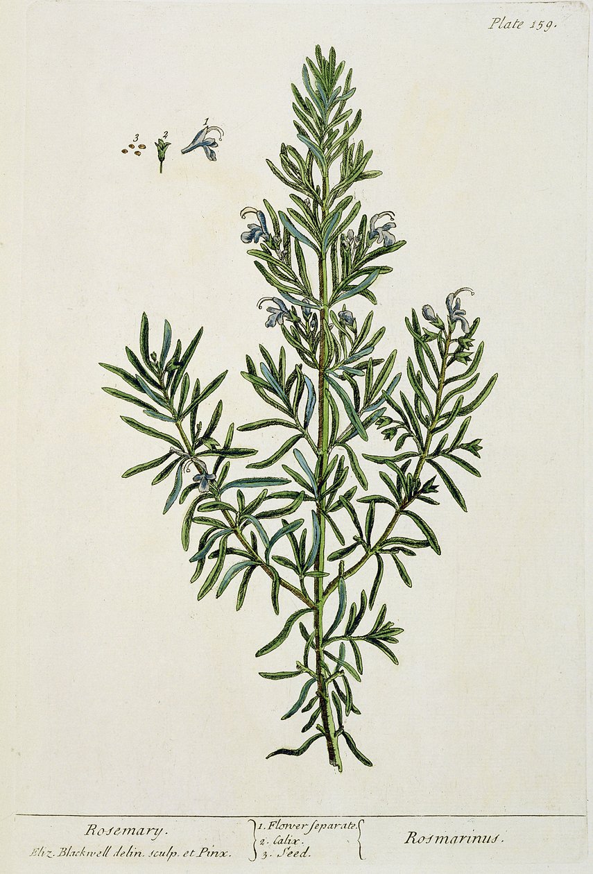 Rosmarinus Officinalis, de &39;A Curious Herbal&39;, 1782 (gravura a cores) de Elizabeth Blackwell