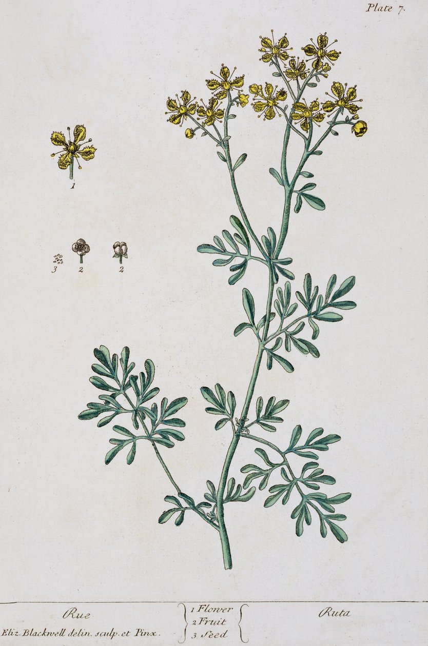Rue, plate 7 de &39;A Curious Herbal&39;, publicado em 1782 (gravura a cores) de Elizabeth Blackwell