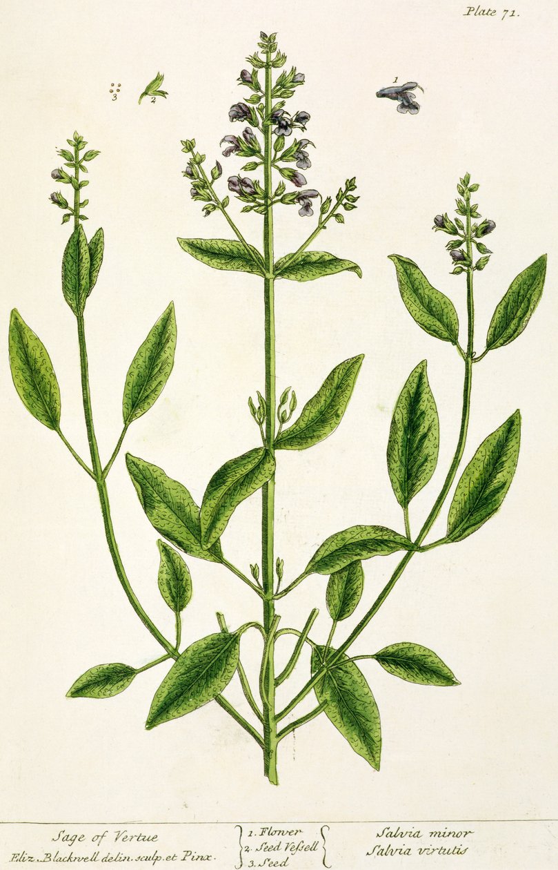 Salviam de &39;A Herbal curioso&39;, 1782 (gravura a cores) de Elizabeth Blackwell