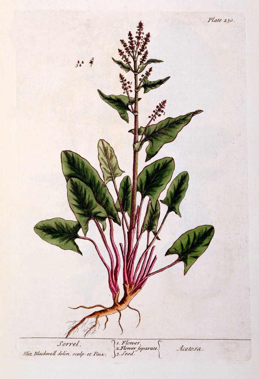 Sorrel, placa 230 de &39;A Curious Herbal&39;, publicado em 1782 (gravura a cores) de Elizabeth Blackwell