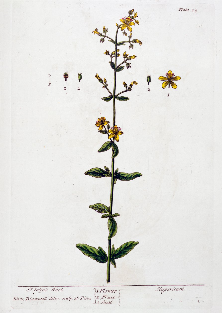 Erva de São João, 1782 de Elizabeth Blackwell