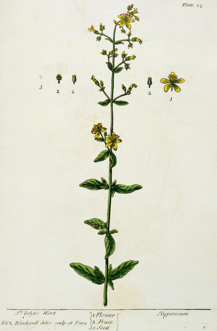 Erva de São João, prato 15 de &39;A Curious Herbal&39;, publicado em 1782 (gravura colorida) de Elizabeth Blackwell